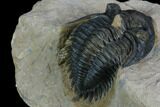 Metacanthina Trilobite - Lghaft, Morocco #125085-4